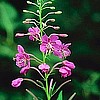 25 May 06 - Guest David Christopher - Top 10 Most Important Herbs